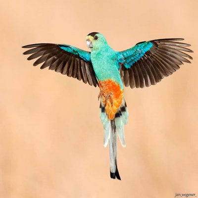 A parrot in flight